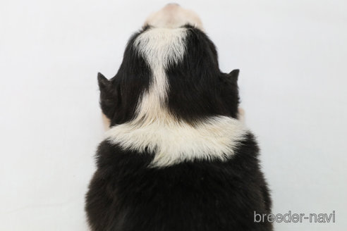 成約済の神奈川県のボーダーコリー-249534の3枚目